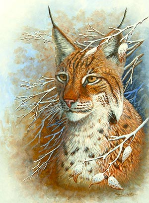 european-lynx (300x409, 41Kb)