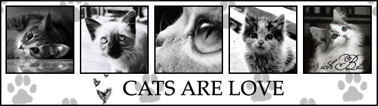 1196633844_cats_are_love (549x155, 61Kb)