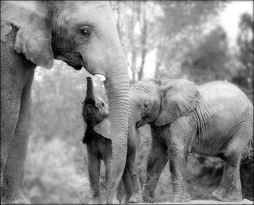 family (500x403, 80Kb)
