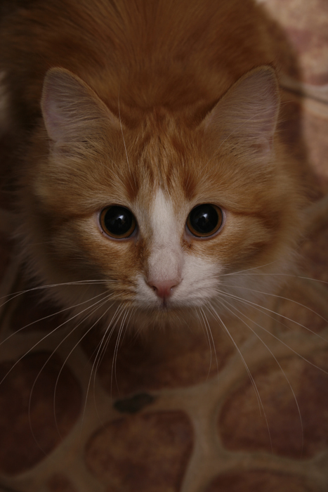2 (467x700, 193Kb)