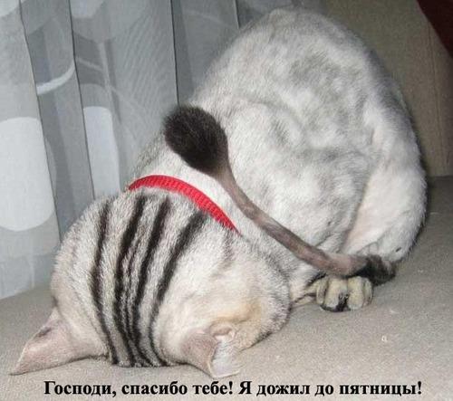  (500x443, 36Kb)
