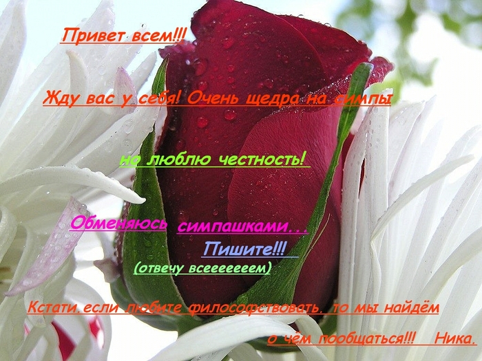 роза красная и белая лилия_____2 (700x525, 303Kb)