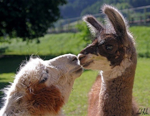 animal_love_2 (640x497, 66Kb)