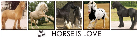 HORSE (470x129, 51Kb)