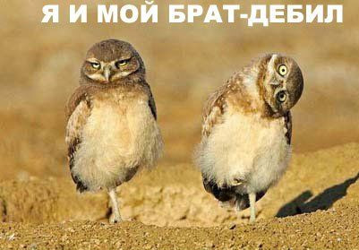 http://img1.liveinternet.ru/images/attach/b/3/12/930/12930035_1198928408_ya_i_moy_debil.jpg