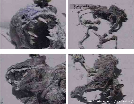 chupa_corpse (568x440, 49Kb)