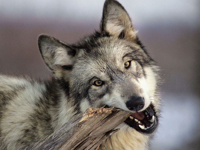Что тех мест голодный рыскал волк. Волки в Саратовской области. Голодный как волк.