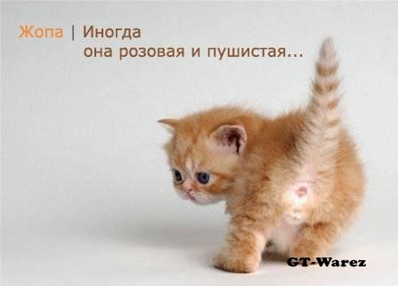 http://img1.liveinternet.ru/images/attach/b/3/13/935/13935023_zh.jpg