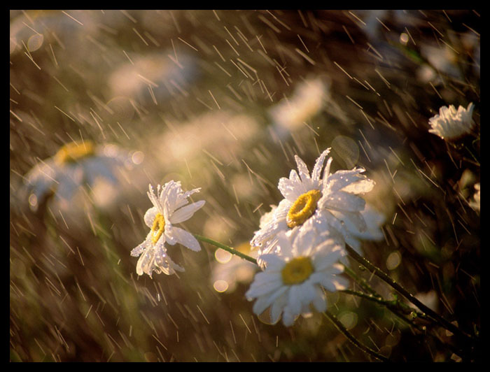 Wet Daisies - 16001200
