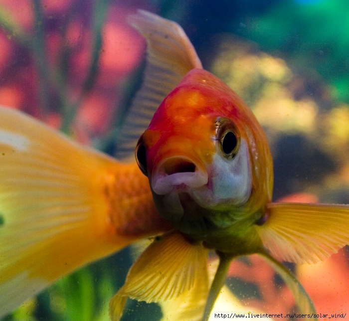 Фото цветов золотая рыбка. Цветок Золотая рыбка. Золотая рыбка аквариумная зарошие. Букет Золотая рыбка.