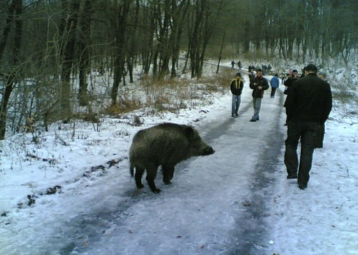 Картинка кабан прикол