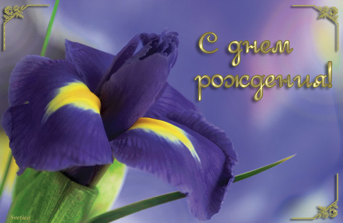 http://img1.liveinternet.ru/images/attach/b/3/16/55/16055103_1201429202_iris.jpg