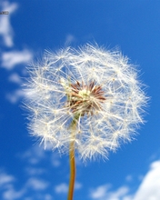  (176x220, 32Kb)