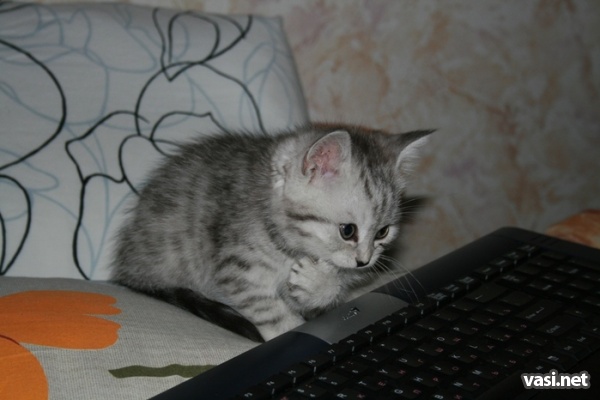  (600x400, 64Kb)