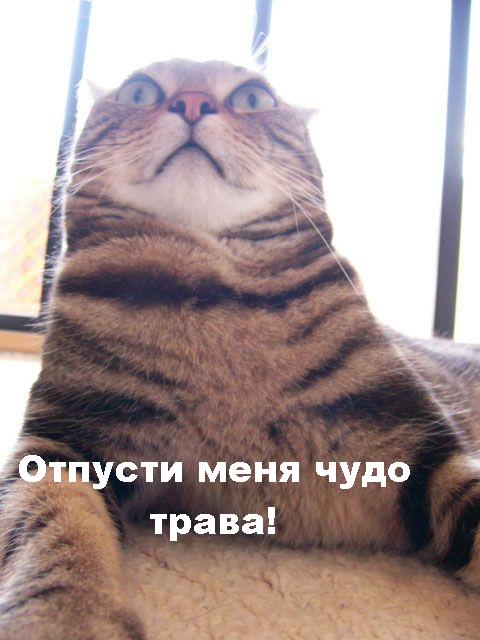  (480x640, 51Kb)