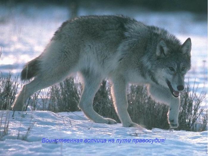 Картинки чеченского волка