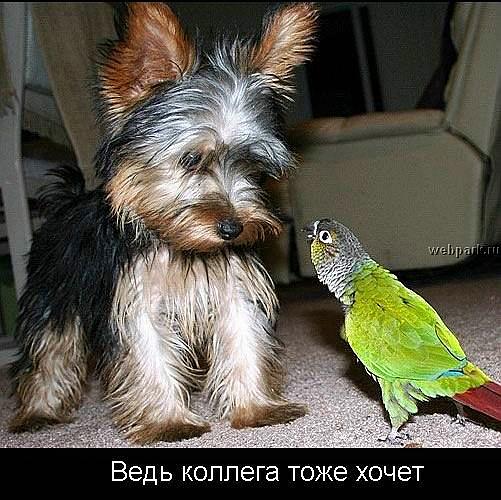  (501x500, 60Kb)