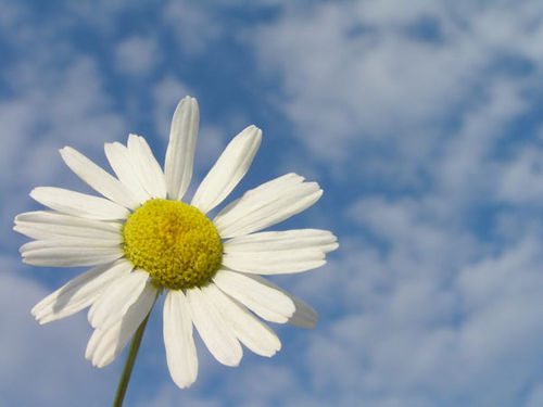 1204244311_13576992_20050723222919_photoblog_daisy_sky (500x375, 25Kb)