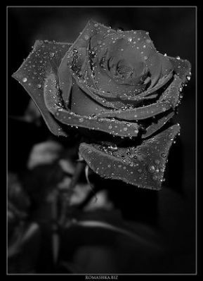 411139257 (289x399, 17Kb)