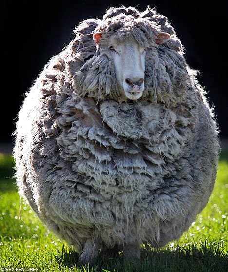 6215413_sheep_01 (468x558, 82Kb)