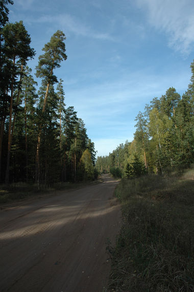 Бузулукский бор фото