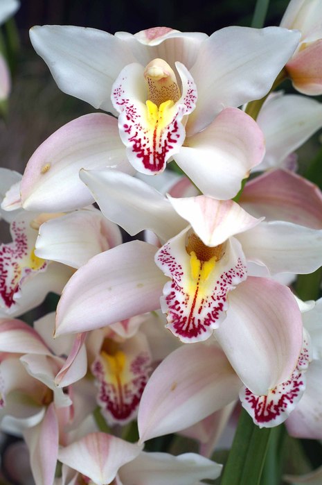Фон для открытки орхидеи
