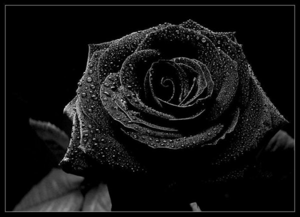 Gothic black rose (600x434, 51Kb)
