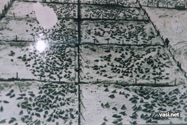  (600x400, 85Kb)