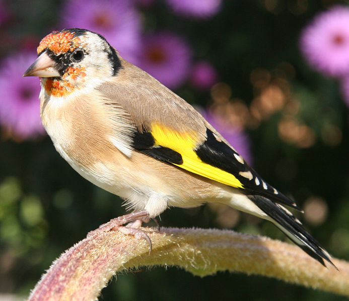 http://img1.liveinternet.ru/images/attach/b/3/25/990/25990799_693pxDe_Stieglitz_lat_Carduelis_carduelis.jpg