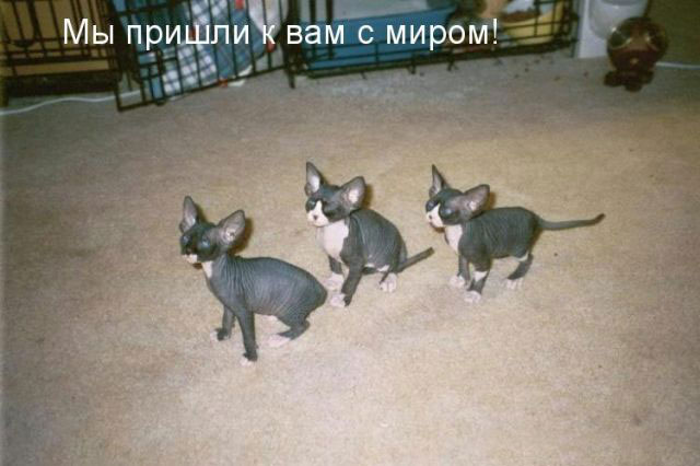  (640x426, 46Kb)