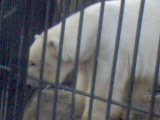  (160x120, 13Kb)
