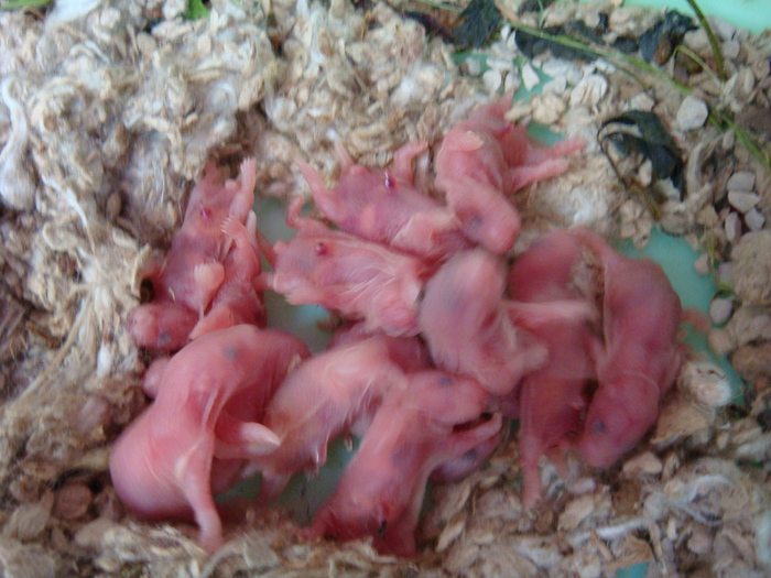 Родились хомячки. Новорожденные джунгарские хомячки. Новорождённые хомяки сирийские.