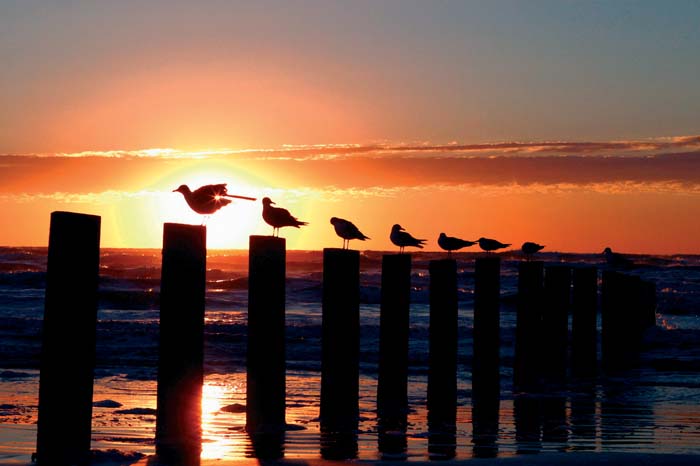 alamyRF_gulls_ATD456 (700x466, 33Kb)