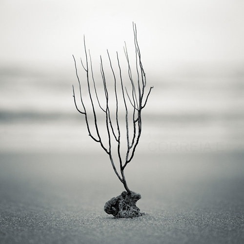  (500x500, 77Kb)