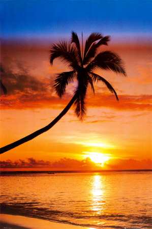 071_PH0119~Palme-bei-Sonnenuntergang-Poster (299x450, 43Kb)
