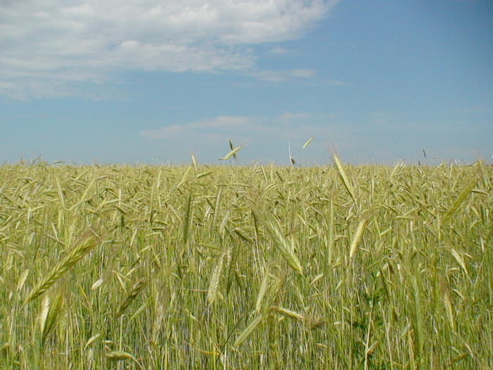 DSC01031 (700x525, 225Kb)