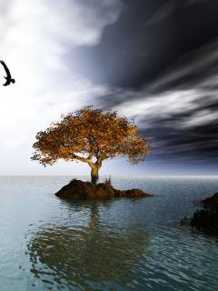  (240x320, 12Kb)