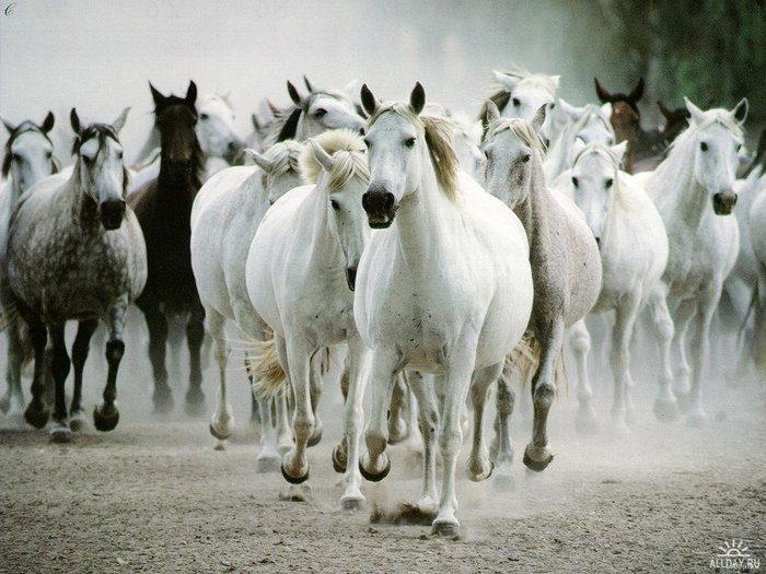 http://img1.liveinternet.ru/images/attach/b/3/3/151/3151246_1188567225_sg_54.jpg