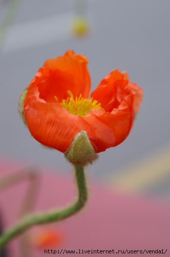 PICT00582-web (332x500, 13Kb)