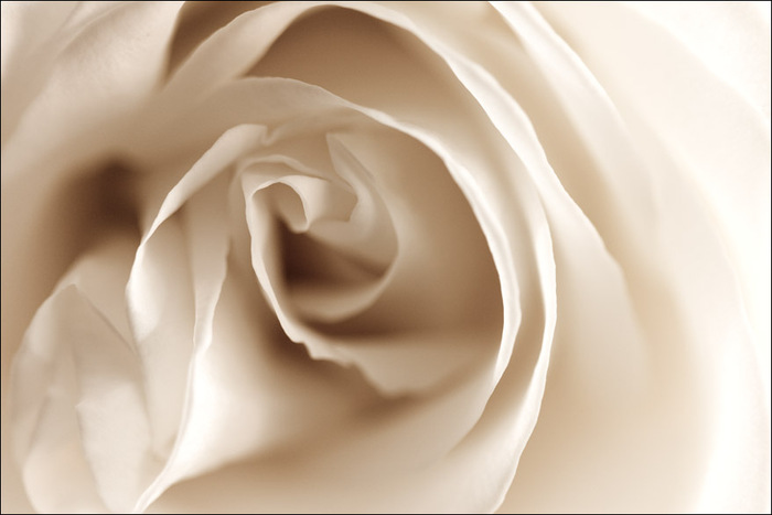 27674294_20060809225733_white_rose (700x467, 61Kb)