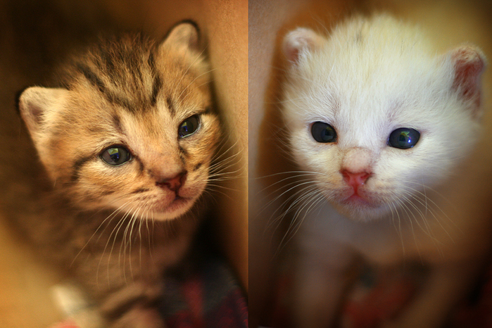 My_two_adorable_kittens_by_SubterfugeMalaises (699x466, 347Kb)