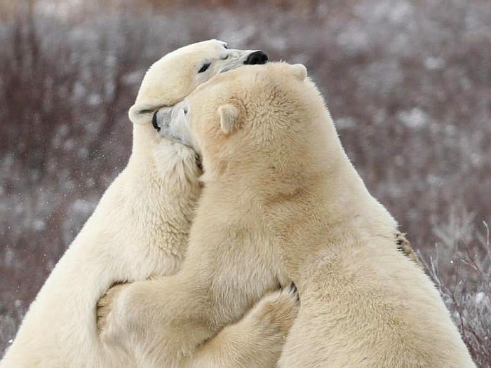 Где всегда мороз то на белом. Где то на белом свете девушка белый медведь. Где то на белом свете там где всегда Мороз аниме смотрят дети. А где то на белом свете живет Медвежонок.