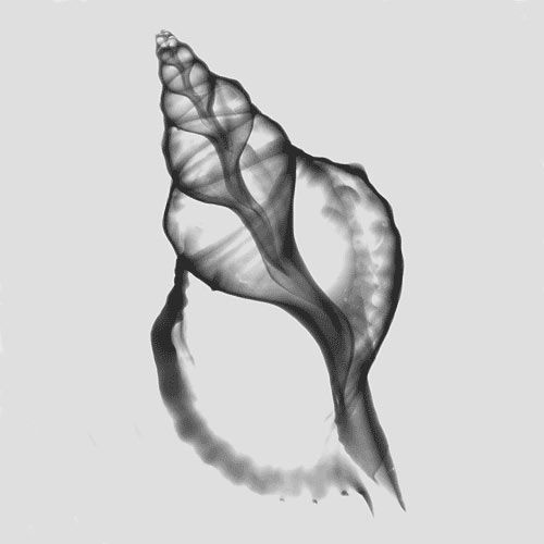  (500x500, 16Kb)