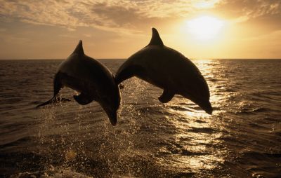 normal_BF001036 (400x254, 22Kb)