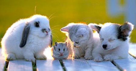 1191172611_daily_dose_of_cute_14 (448x237, 17Kb)