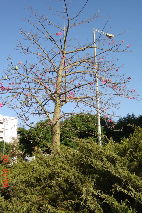 DSC02035 (466x699, 214Kb)