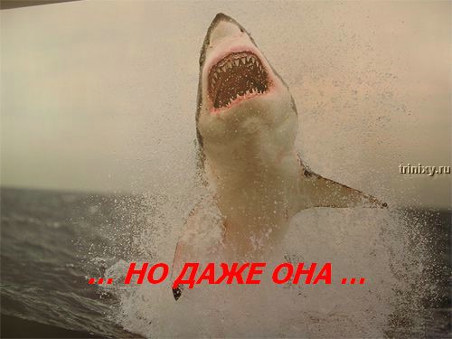  (500x375, 40Kb)