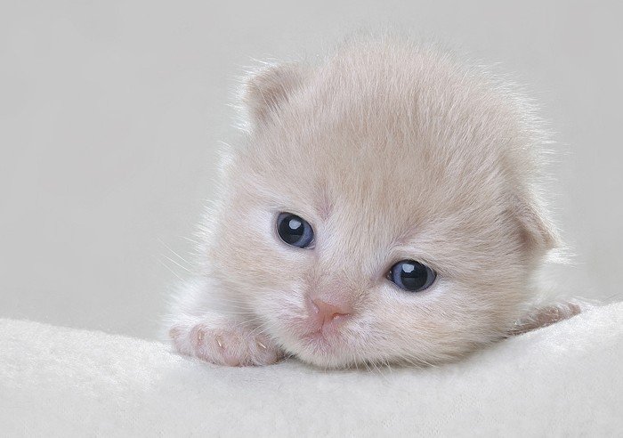 05_pushist_49456 (700x492, 48Kb)