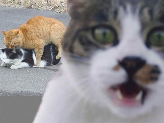  (622x466, 32Kb)