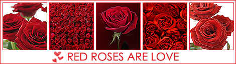 1196254063_Red_rose_is_love (470x129, 137Kb)